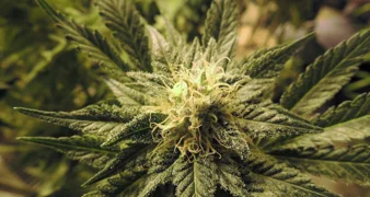 Mladiću uhvaćenom s drogom kazna od 2650 eura!