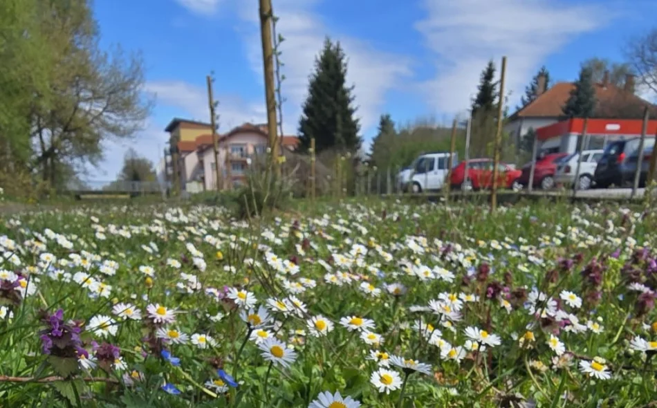 Znate li što je odgođena košnja - novi svjetski trend u gradovima?