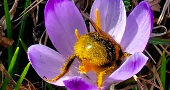 Znate li što je odgođena košnja - novi svjetski trend u gradovima?