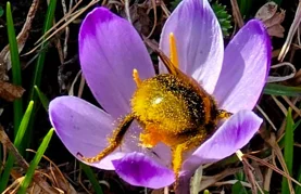 Znate li što je odgođena košnja - novi svjetski trend u gradovima?