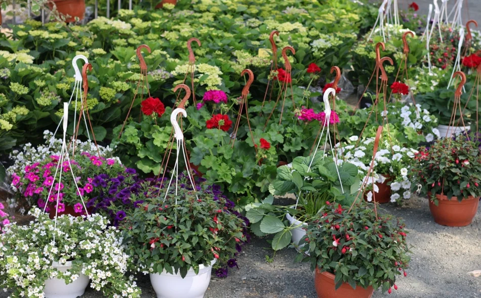 AUDIO Flora Centrum Mundi donosi četiri dana proljeća, susreta i doživljaja