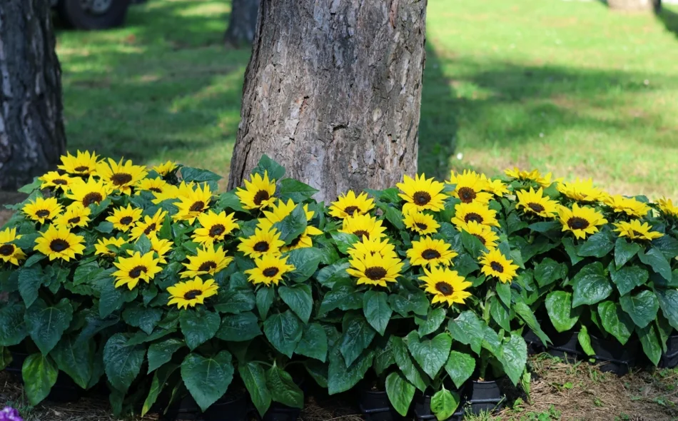 AUDIO Flora Centrum Mundi donosi četiri dana proljeća, susreta i doživljaja