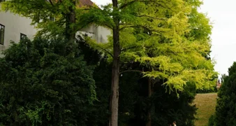 Kakav apsurd! Izvođač iz Zagreba odustao od zalijevanja drveća, sada će to raditi vatrogasci