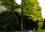 Kakav apsurd! Izvođač iz Zagreba odustao od zalijevanja drveća, sada će to raditi vatrogasci