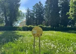 &bdquo;Nek' se pčele vesele!&rdquo; &ndash; travnjak koji cvjeta nije zapušten, već živ i koristan