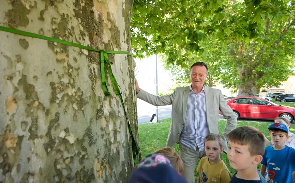 FOTO Javorolisna platana ovogodišnje je Stablo godine grada Varaždina