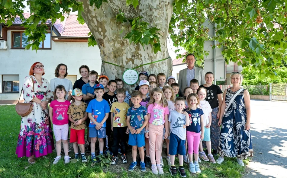 FOTO Javorolisna platana ovogodišnje je Stablo godine grada Varaždina