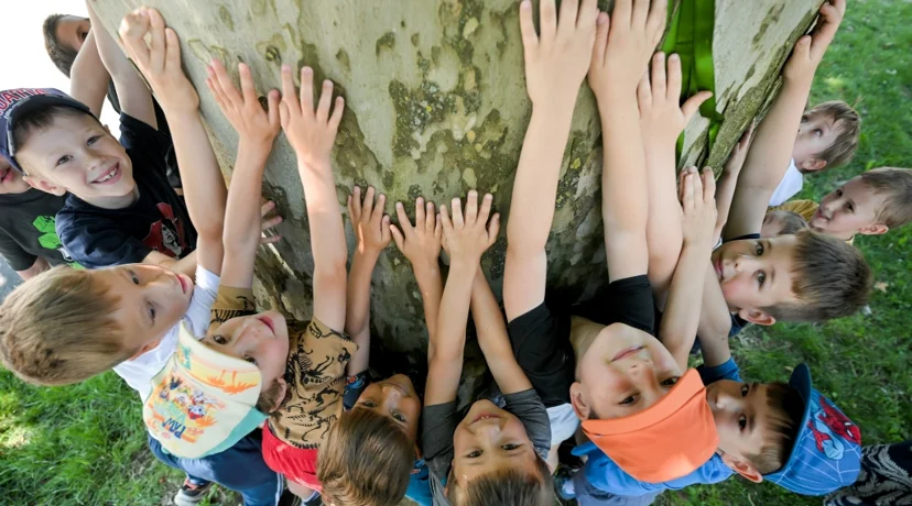 FOTO Javorolisna platana ovogodišnje je Stablo godine grada Varaždina