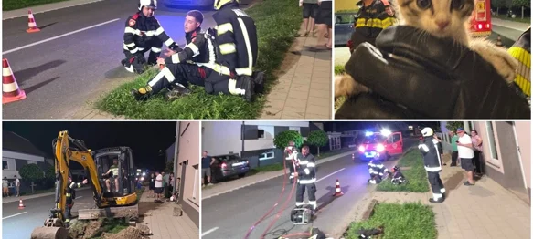 Akcija spašavanja mačića u Pribislavcu