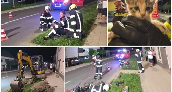 Akcija spašavanja mačića u Pribislavcu