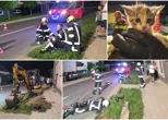 Akcija spašavanja mačića u Pribislavcu
