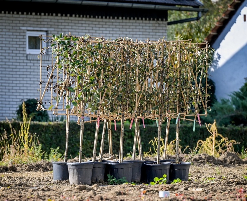 Arboretum Opeka obilazak 39 20251014