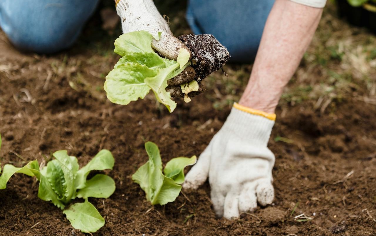 pexels greta hoffman 7728069