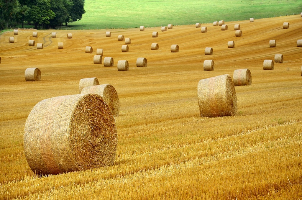 poljoprivreda ratarstvo psenica zetva slama 20241209