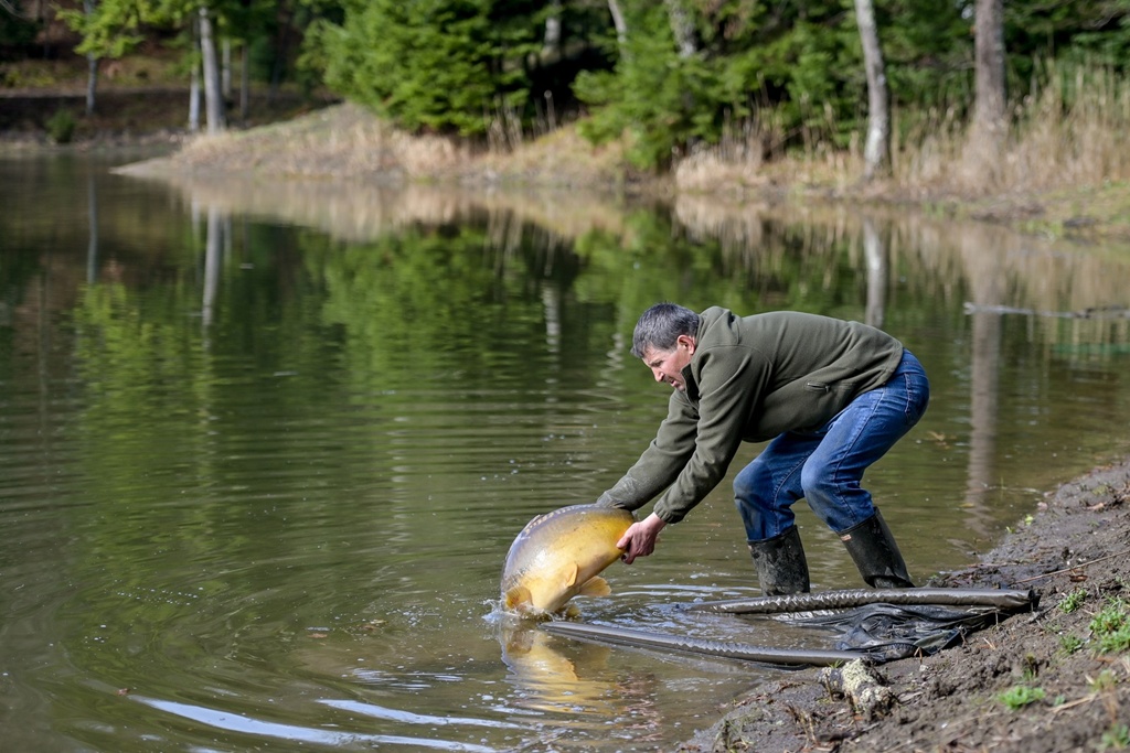poribljavanje trakoscansko jezero 2025 1 20250318