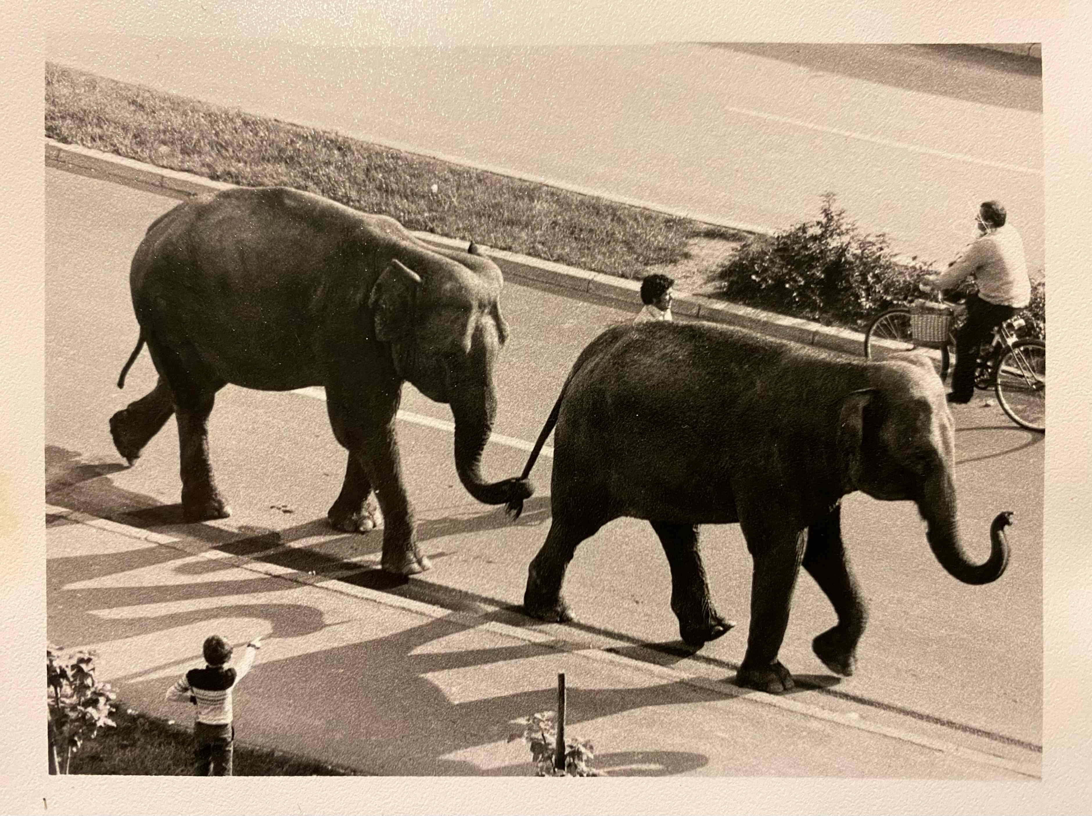 slonovi na Banfici Ante Vucic