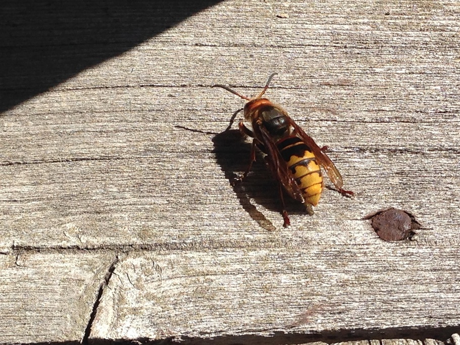 strsljan kukci insekti foto Pixabay 1 20250507