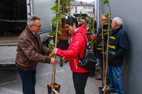 ivanec-sadnice lipe 2.jpg