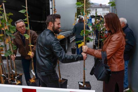 ivanec-sadnice lipe 3.jpg