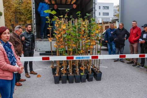 ivanec-sadnice lipe 5.jpg