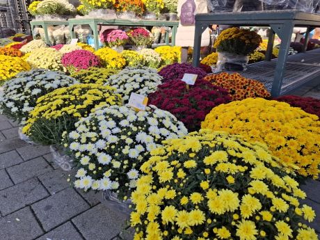 Otvori galeriju cvijece blagdan svi sveti 22 20251028.jpg