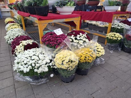 Otvori galeriju cvijece blagdan svi sveti 25 20251028.jpg