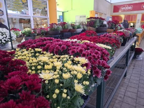 Otvori galeriju cvijece blagdan svi sveti 26 20251028.jpg