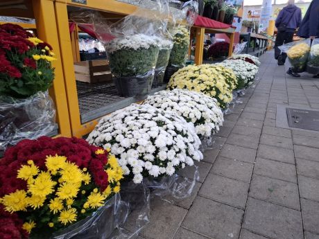 Otvori galeriju cvijece blagdan svi sveti 29 20251028.jpg