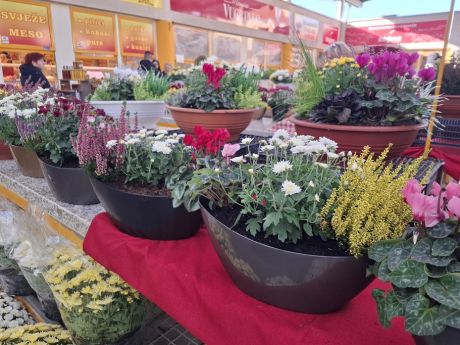 Otvori galeriju cvijece blagdan svi sveti 30 20251028.jpg