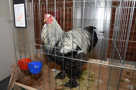 izlozba malih zivotinja ivanec 1.jpg