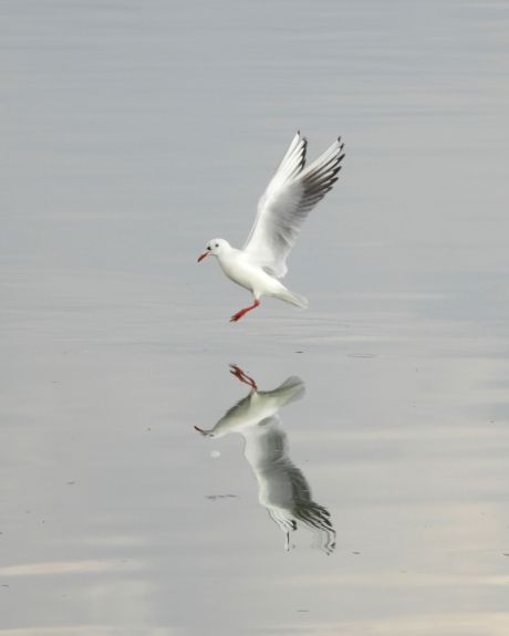 batch_promatranje ptica na Marini Prelog 13 - foto Krunoslav Bedi.jpg