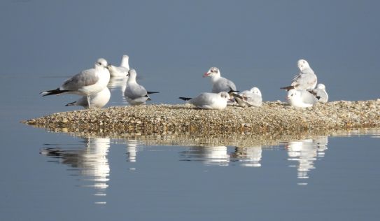 batch_promatranje ptica na Marini Prelog 14 - foto Krunoslav Bedi.jpg