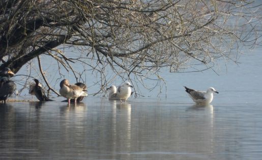 batch_promatranje ptica na Marini Prelog 15 - foto Krunoslav Bedi.jpg