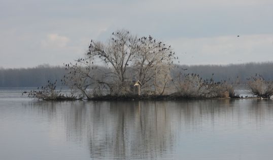 batch_promatranje ptica na Marini Prelog 16 - foto Krunoslav Bedi.jpg