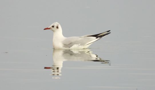 batch_promatranje ptica na Marini Prelog 17 - foto Krunoslav Bedi.jpg