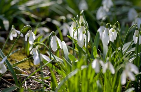 batch_Ivanscica_park_prirode 13.jpg