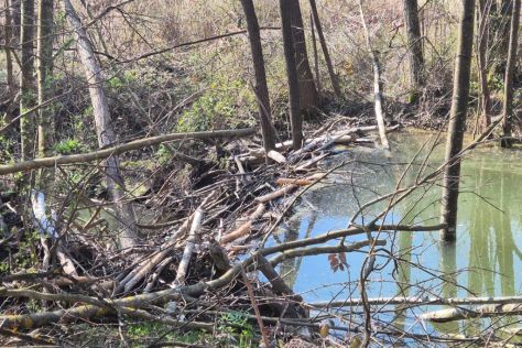 Varadinske Toplice poumljavanje 9.jpeg