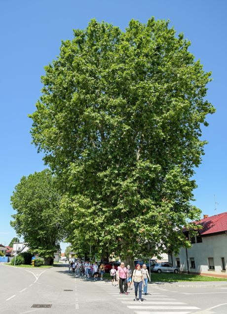 batch_naj-stablo-17-_6a269f58f02e4.jpg
