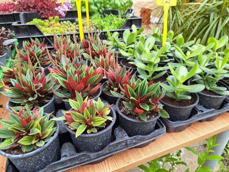 Agrofest 20 20250514.jpg